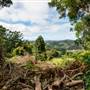 Ardeena - Jungle / Rainforest Private Property