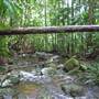 Terania Creek - Waterfalls & Rainforest
