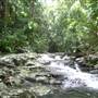 Terania Creek - Waterfalls & Rainforest