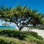 Fingal Head Lighthouse & Coastal Reserve