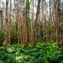 Island Quarry - Eucalypt Forest