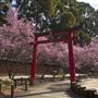 Japanese Garden - Auburn Botanic Gardens