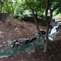 Auburn Botanic Gardens - Japanese Garden