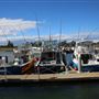 Bermagui