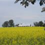 Canola Crops - Liverpool Plains farmland