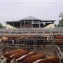 Dubbo Saleyards