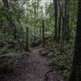 Cathedral of Ferns - Mount Wilson