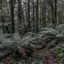 Cathedral of Ferns - Mount Wilson