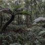 Cathedral of Ferns - Mount Wilson