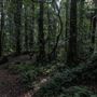 Cathedral of Ferns - Mount Wilson