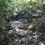 Minnamurra Rainforest Walk - Budderoo National Park