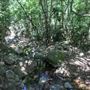 Minnamurra Rainforest Walk - Budderoo National Park