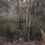 Cudgen Creek