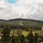 Jenolan State Forest - Logged Area