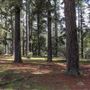 Jenolan State Forest