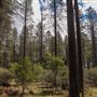 Jenolan State Forest