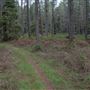 Jenolan State Forest