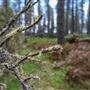 Jenolan State Forest
