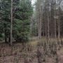 Dingo Road Arboretum - Vulcan State Forest