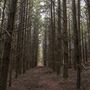 Dingo Road Arboretum - Vulcan State Forest
