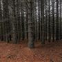 Dingo Road Arboretum - Vulcan State Forest