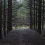 Dingo Road Arboretum - Vulcan State Forest