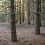 Dingo Road Arboretum - Vulcan State Forest