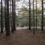 Dingo Road Arboretum - Vulcan State Forest