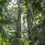 Ardeena - Jungle / Rainforest Private Property