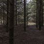 Douglas Fir Stand - Vulcan State Forest