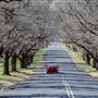 Armidale