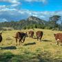 Mountain View Farm Tilba Tilba