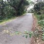 Nielsen Park