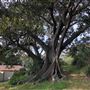 Nielsen Park