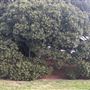 Mick Ryan Park - Big Fig Tree