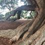 Mick Ryan Park - Big Fig Tree