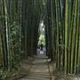Crystal Castle - Bamboo Avenue