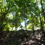 Glengariff Estate Rainforest