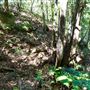 Glengariff Estate Rainforest