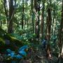 Glengariff Estate Rainforest
