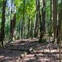Glengariff Estate Rainforest