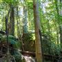 Glengariff Estate Rainforest