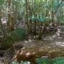 Glengariff Estate Rainforest