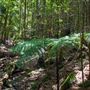 Glengariff Estate Rainforest