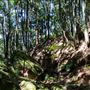 Glengariff Estate Rainforest