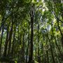 Glengariff Estate Rainforest
