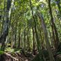 Glengariff Estate Rainforest