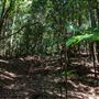 Glengariff Estate Rainforest