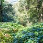 Glengariff Estate Rainforest