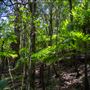 Glengariff Estate Rainforest